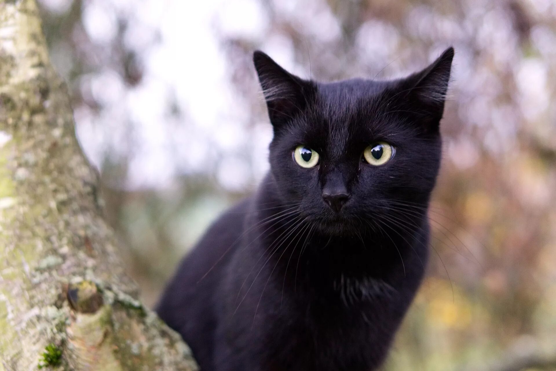 a black cat with green eyes